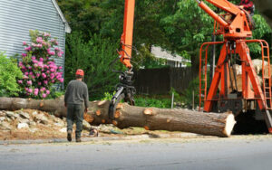 tree service